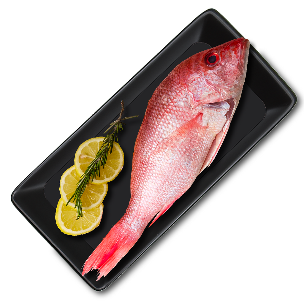 AMERICAN RED SNAPPER WILD - Whole