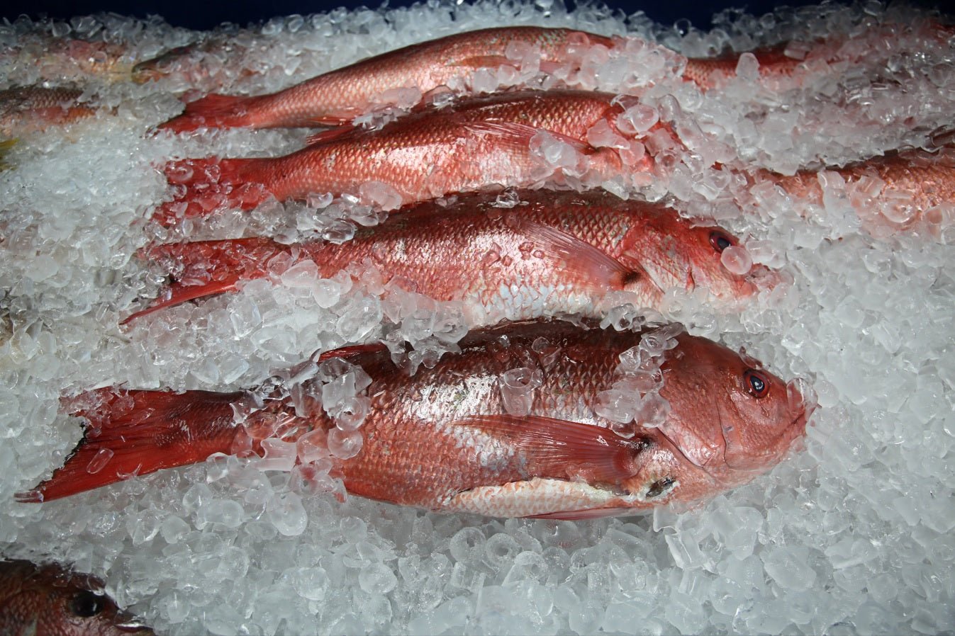RED SNAPPER WILD / Whole